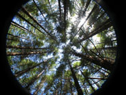Fish-eye view
